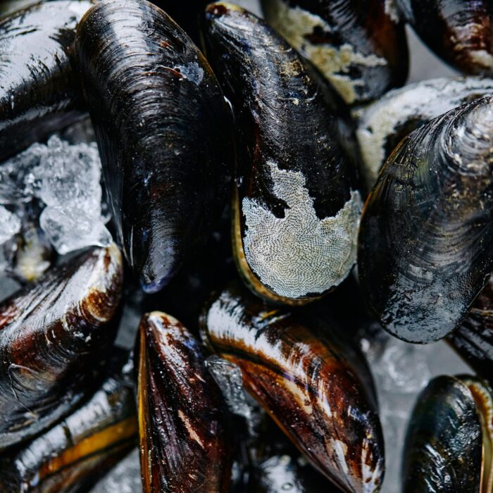 Máquina de hielo industrial para la industria pesquera, Máquinas de hielo para mariscos, Ice Systems
