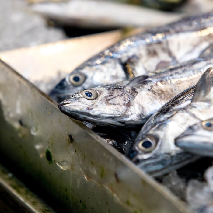 Industrial Ice Machine for Fish Industry, Ice Machines for Seafood, Ice Systems